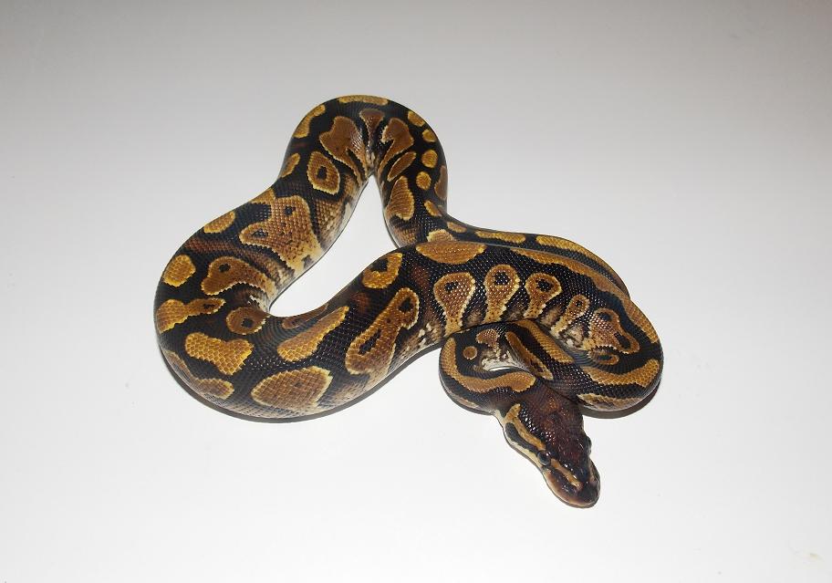 2013 Female Yellowbelly