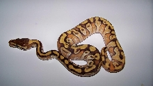 2_1 Enchi Mojave Female