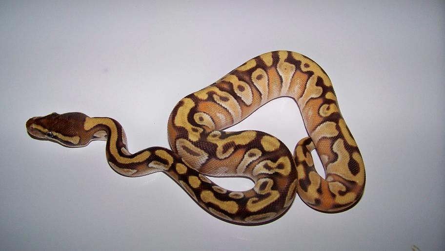 2_1 Enchi Mojave Female
