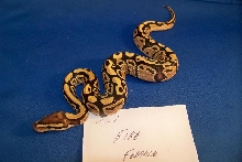 Fire Female