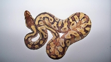 2013 Mochi Female