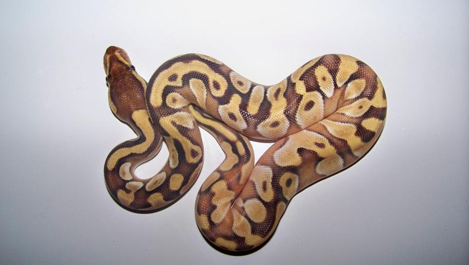 2013 Mochi Female