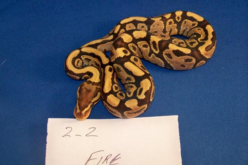Fire Male