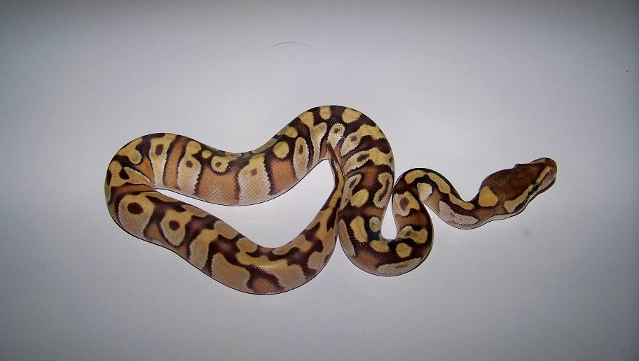 2_2 Enchi Mojave Male
