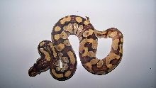 2013 Mochi Male