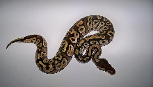 2_3 Mojave Female