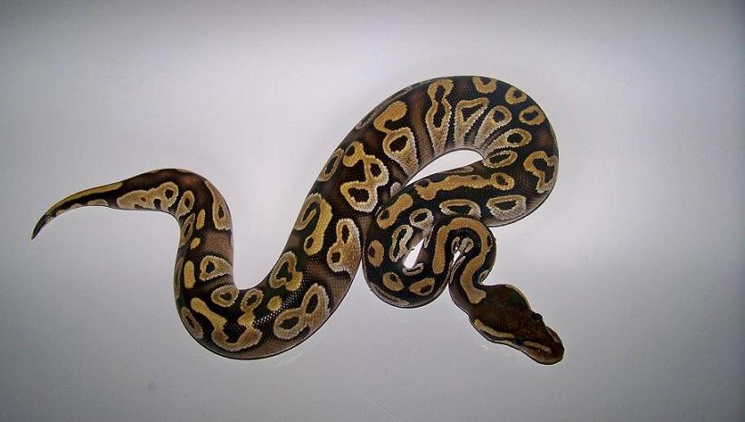 2_3 Mojave Female