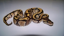 2013 Male Mojave