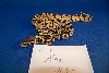 2_3 Pastel Male