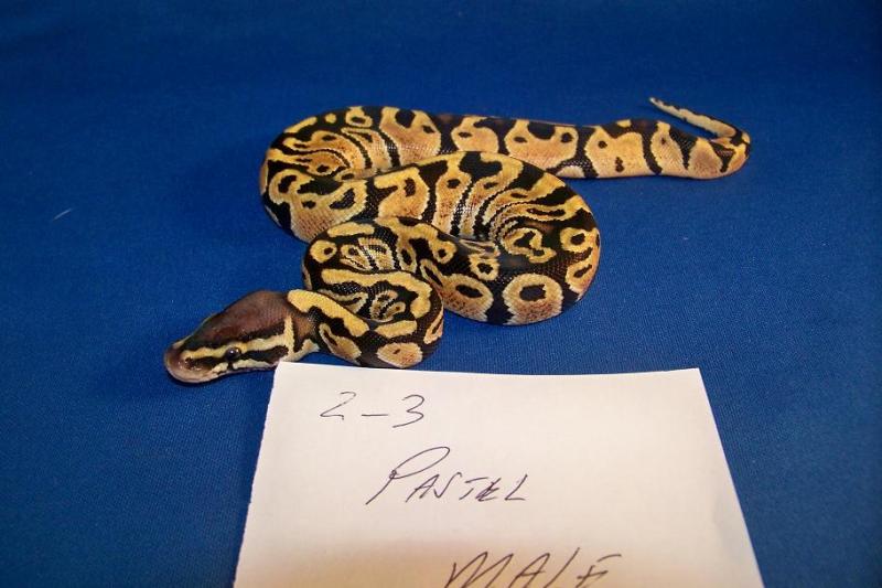 2_3 Pastel Male