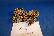 2_4 Pastel Female