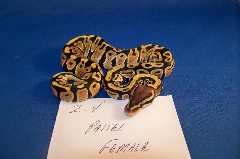 2_4 Pastel Female