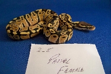 2_5 Pastel Female