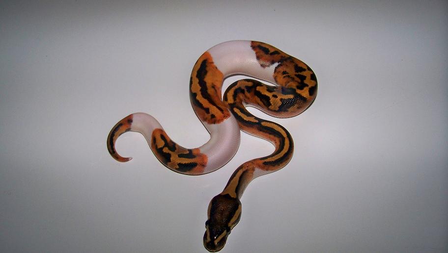 2013 Male Pied
