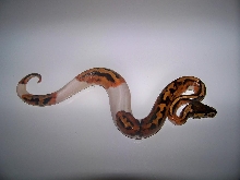 2013 male pied 3_1