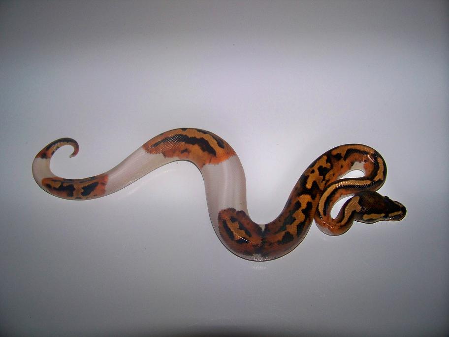 2013 male pied 3_1