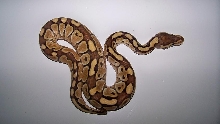 Lesser Male 1