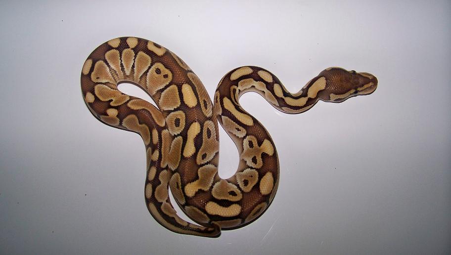 Lesser Male 1
