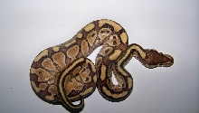 Lesser Male 2