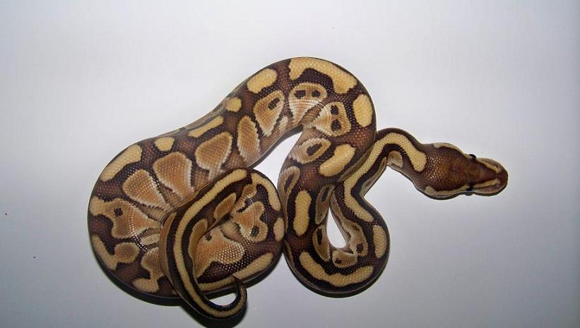 Lesser Male 2