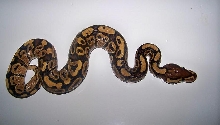 2011 3_5 Fire Male