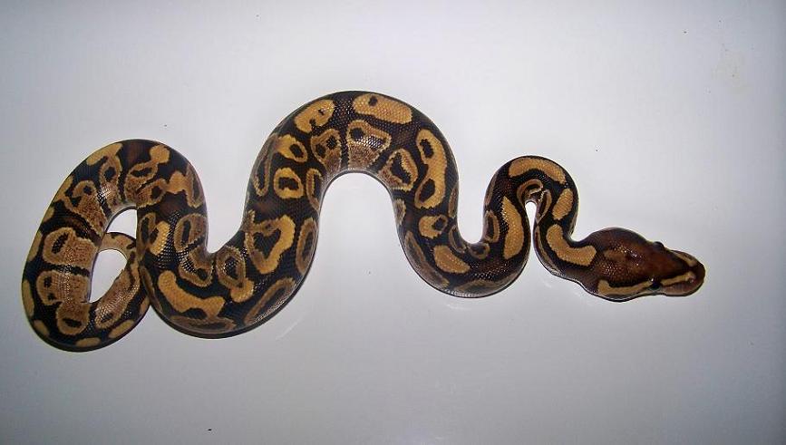 2011 3_5 Fire Male
