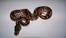 4_1 Cinnamon Male