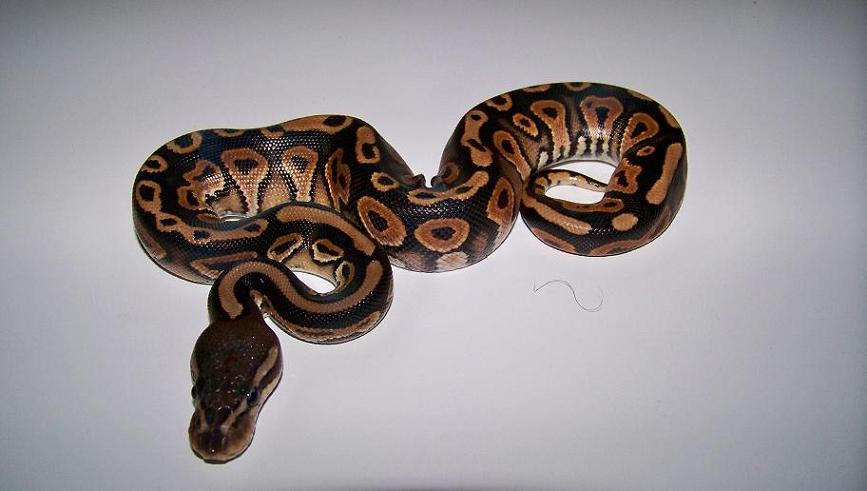 4_1 Cinnamon Male
