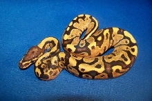 Male Fire 4_1