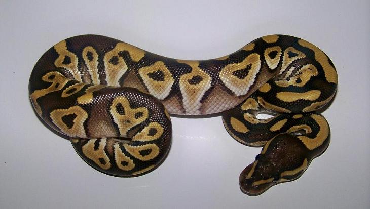 4_1 Male Mojave