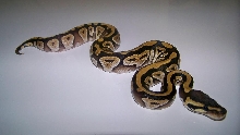 4_2 Female Mojave