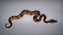 5_1 Enchi Female