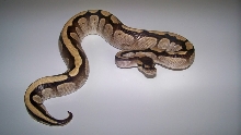 5_1 Reduced Pattern Mojave