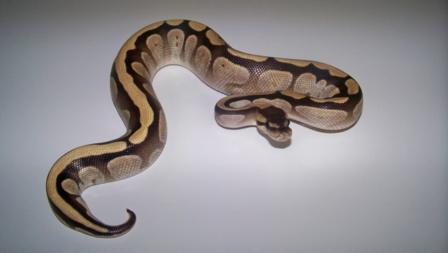 5_1 Reduced Pattern Mojave