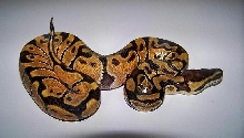5_2 Enchi Male
