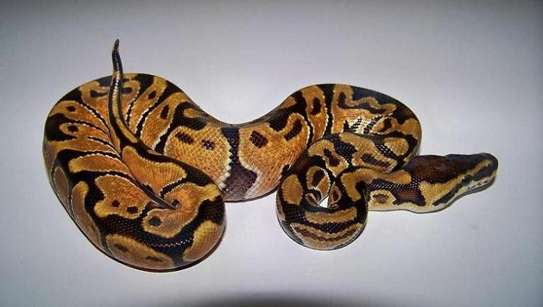 5_2 Enchi Male