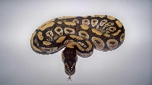 5_2 Mojave Male