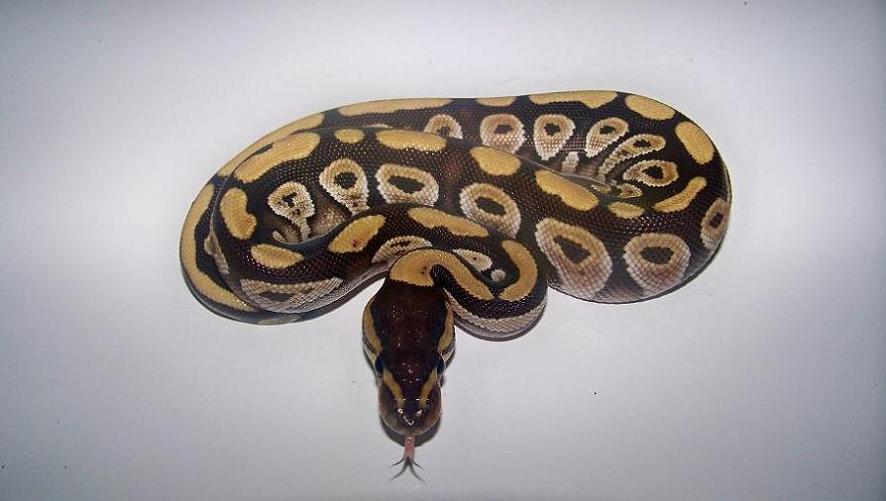 5_2 Mojave Male