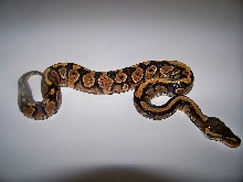 2013 YellowBelly Female