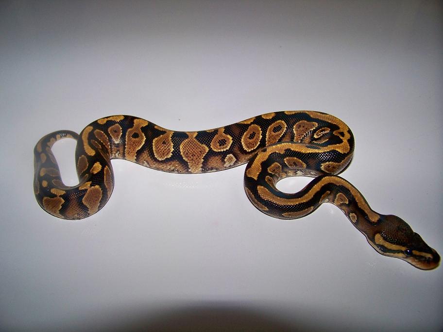 2013 YellowBelly Female