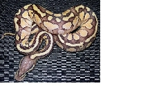Pastel Lesser Male