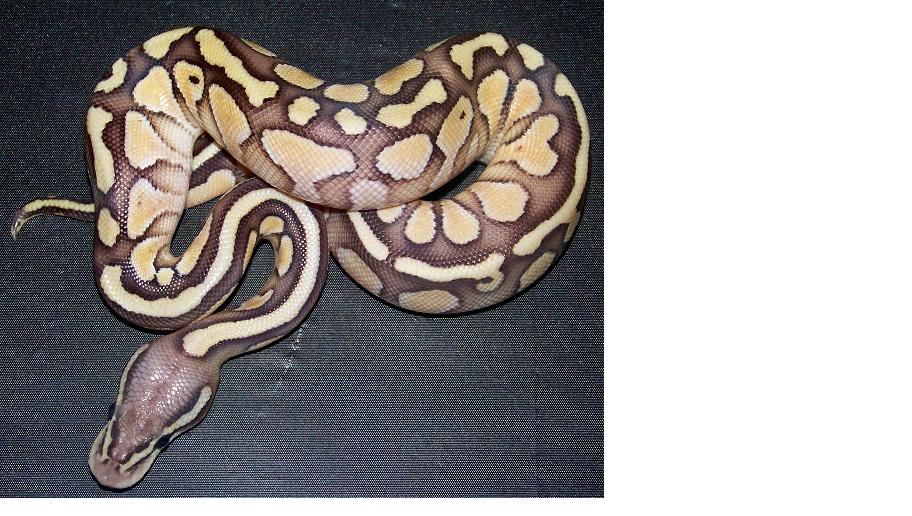 Pastel Lesser Male