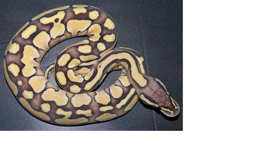 Pastel Lesser Female