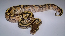 6_4 Lesser Male