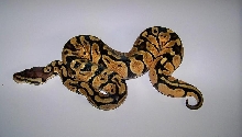 6_6 Male Pastel