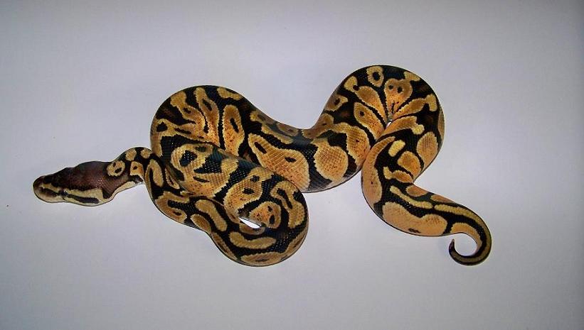 6_6 Male Pastel