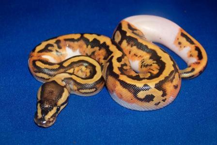 Pied Female 1