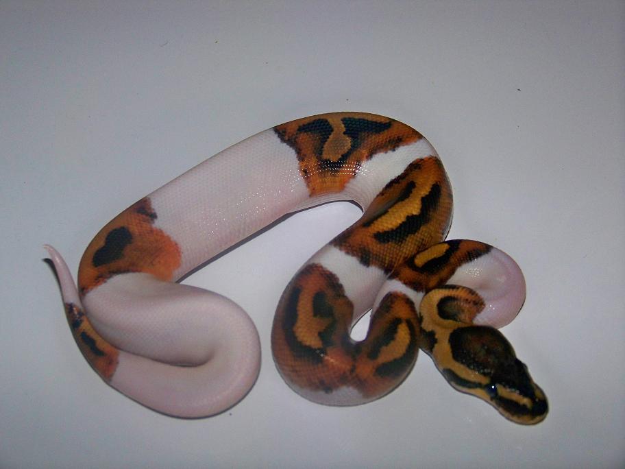 2013 male pied 7_1