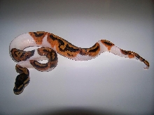 2013 male pied 7_2