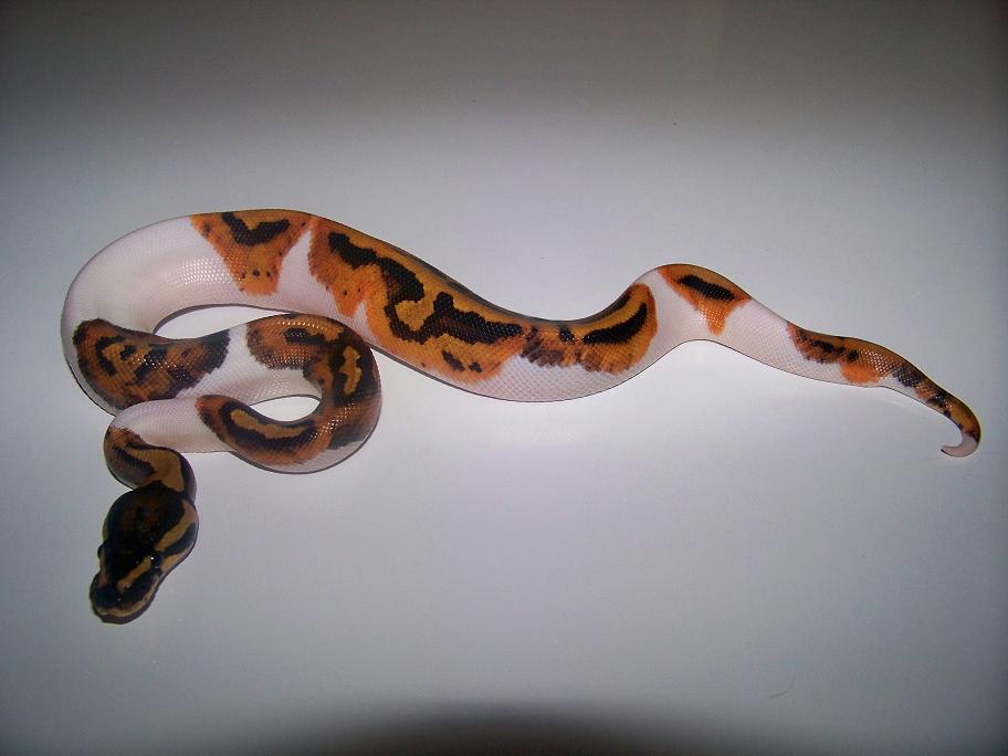 2013 male pied 7_2